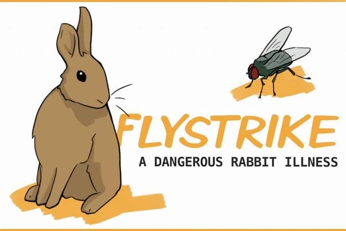 FLYSTRIKE IN RABBITS: A SILENT EMERGENCY EVERY OWNER MUST PREVENT